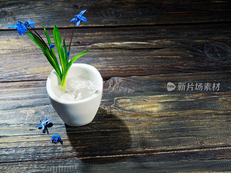 黑色的仍然有蓝色的花(scilla siberica)